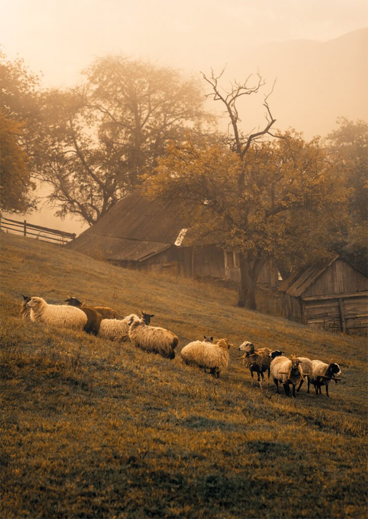 Фотолистівка
